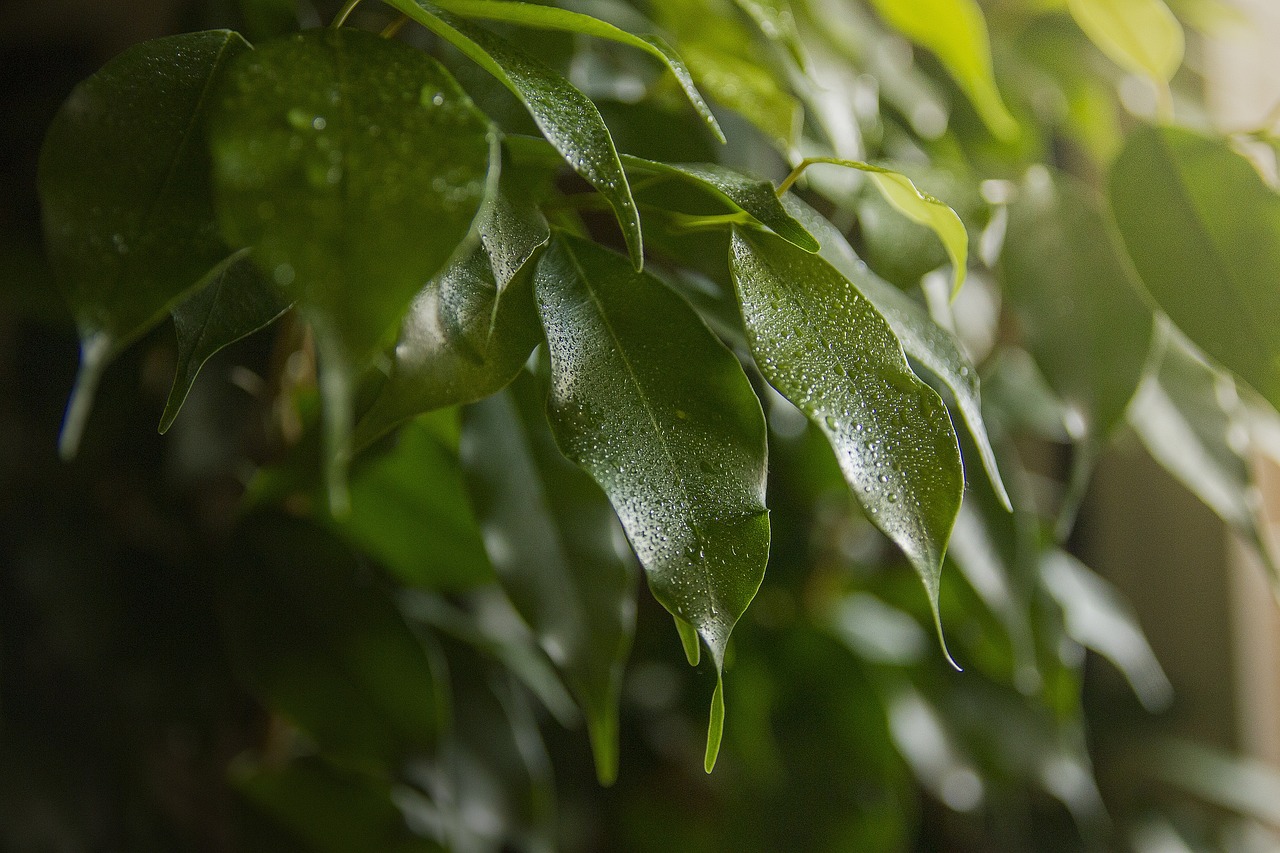 Zielone liście fikusa zroszone wodą