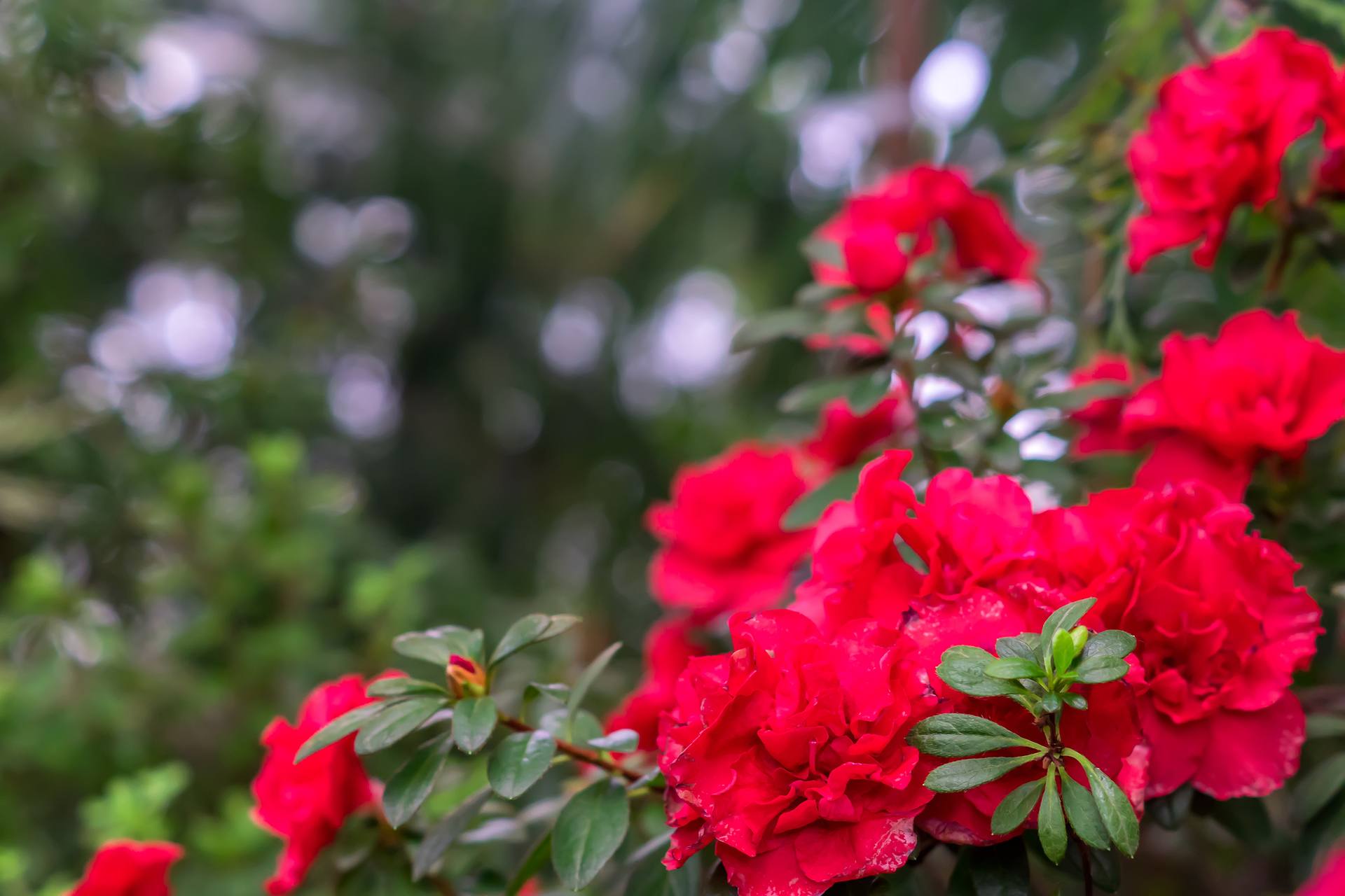 Rhododendron red jack rośnie w ogrodzie
