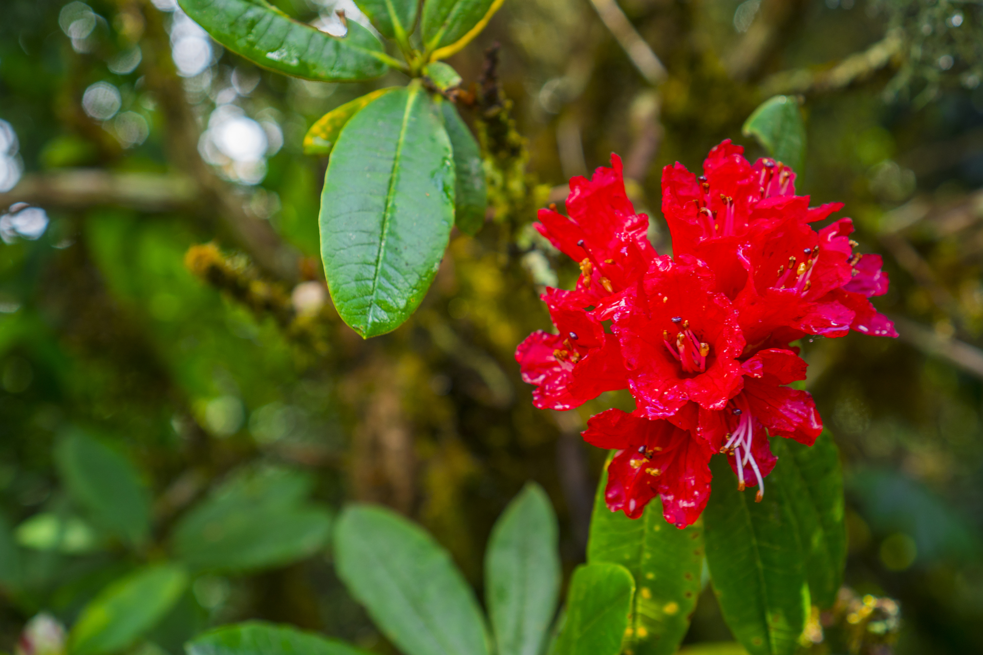 Rhododendron red jack w ogrodzie