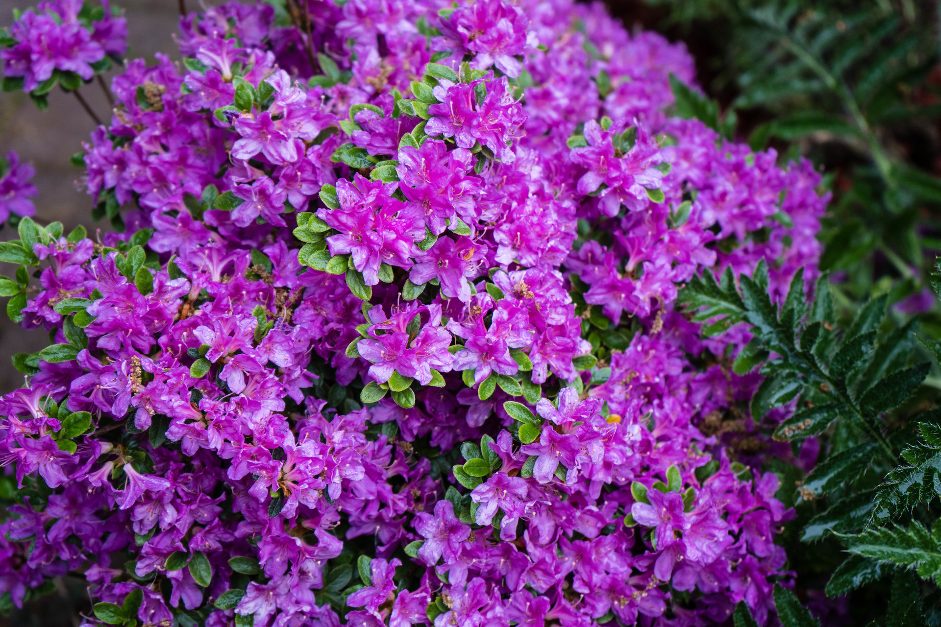 Roseum Elegans rośnie w ogrodzie